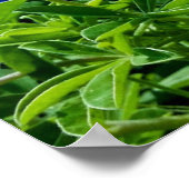 Bluebonnets Blue Flowers Texas Texan Floral Poster (Coin)