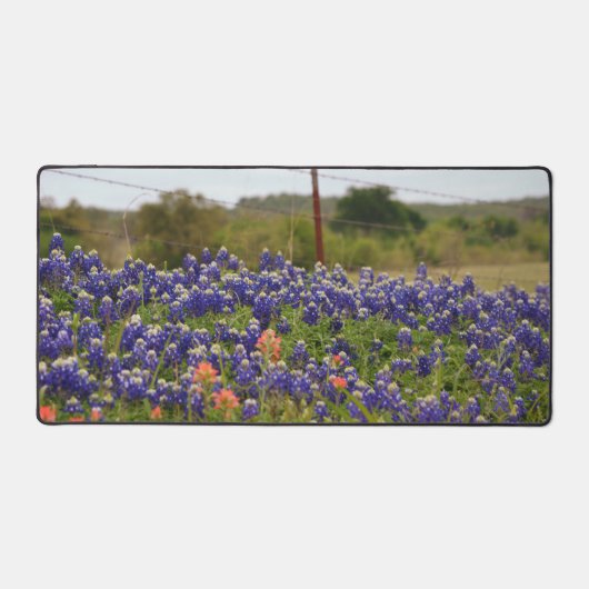 Bluebonnets du Texas par une clôture de ferme de c (Recto)