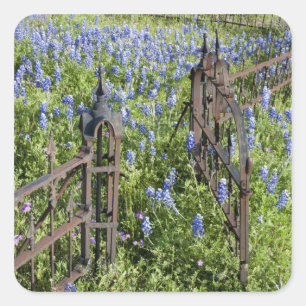 Bluebonnets en phlox rond het kerkhofhek vierkante sticker