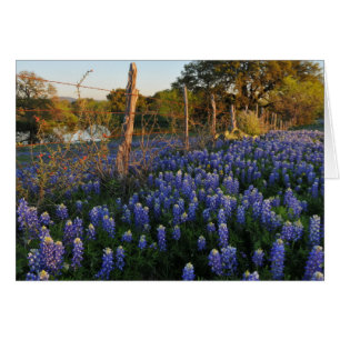 Bluebonnets et barrière de barbelé