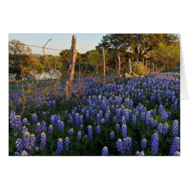 Bluebonnets et barrière de barbelé (Devant horizontal)