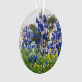 Bluebonnets Fleurs bleues Texas Texan Lupine (devant)
