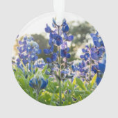 Bluebonnets Fleurs bleues Texas Texan Lupine (dos)