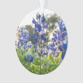Bluebonnets Fleurs bleues Texas Texan Lupine (devant)