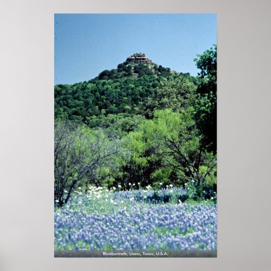 Bluebonnets, Llano, Texas, VS Poster (Voorkant)