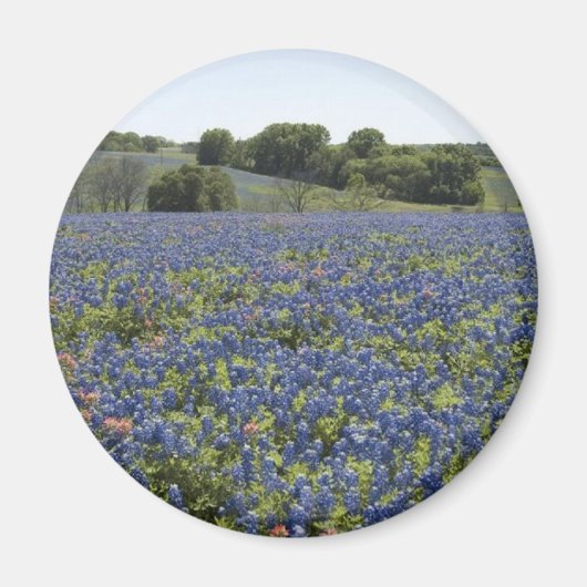 Bluebonnets Magnet Magneet (Voorkant)