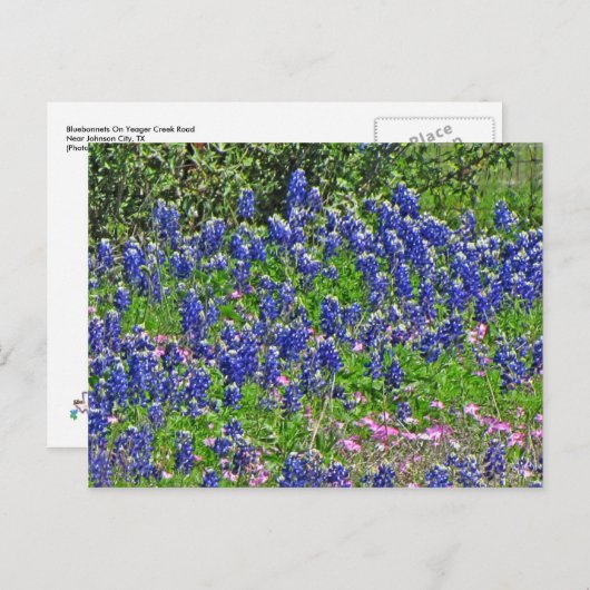Bluebonnets on Yeager Creek Rd., Johnson City, TX Briefkaart (Voorkant / Achterkant)