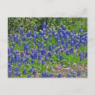 Bluebonnets on Yeager Creek Rd., Johnson City, TX Briefkaart