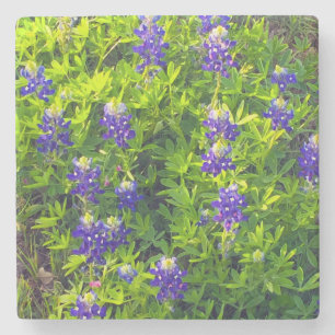 Bluebonnets Texas State Flower Wildbloemen Foto Stenen Onderzetter