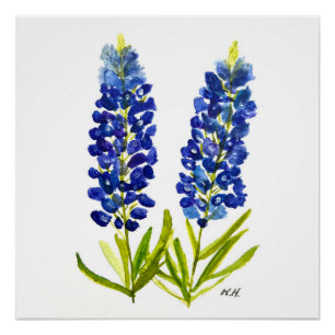 Bluebonnets Texas State Flowers Lupine Waterverf Perfect Poster