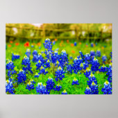 Bluebonnets van Texas Rustic Blue Wildflower Poster (Voorkant)