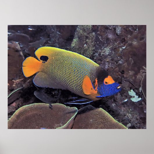 Blueface Angelfish Poster (Voorkant)