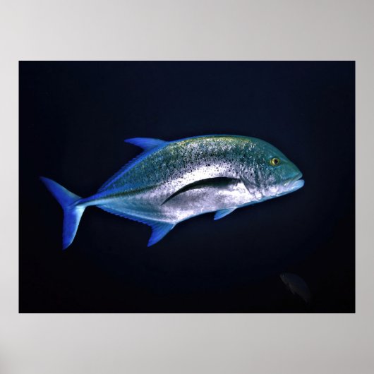 Bluefin Trevally Poster (Voorkant)