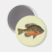 Bluegill Bream Magneet (Voorkant / Achterkant)