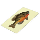 Bluegill Bream Magneet (Linkerzijde)