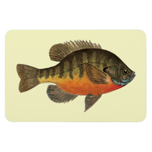 Bluegill Bream Magneet