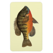 Bluegill Bream Magneet (Verticaal)