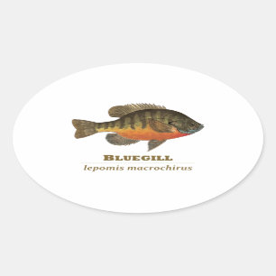 Bluegill Bream Vist Ovale Sticker