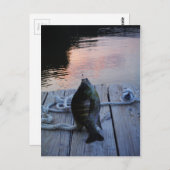 Bluegill in sunset Lake Arrowiad Briefkaart (Voorkant / Achterkant)