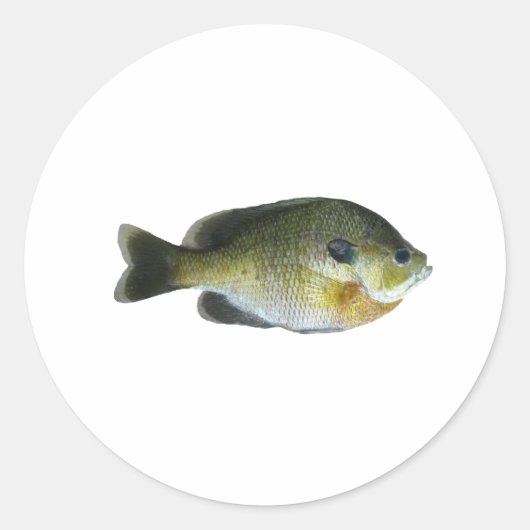 Bluegill Sunfish Foto Ronde Sticker (Voorkant)