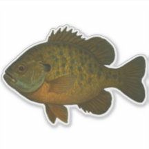Bluegill-uitknipsticker