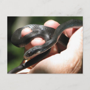 Blueish Black Racer Briefkaart