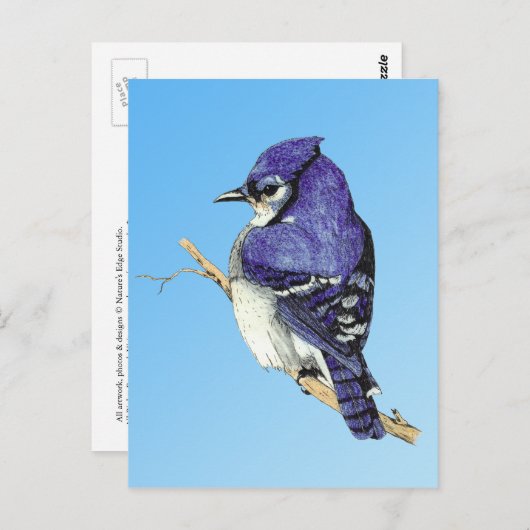 Bluejay 3 Briefkaart (Voorkant / Achterkant)