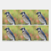 Bluejay - All Occasion Wrapping Paper Sheets (Voorkant 3)