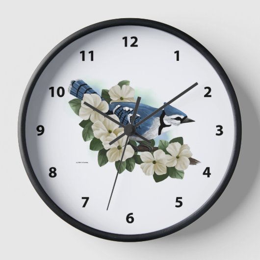 Bluejay Bird (Voorkant)