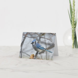 Bluejay blanco notecard. bedankkaart