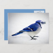 BlueJay Briefkaart (Voorkant / Achterkant)