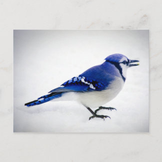 BlueJay Briefkaart