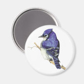 Bluejay Magnet Magneet (Voorkant / Achterkant)
