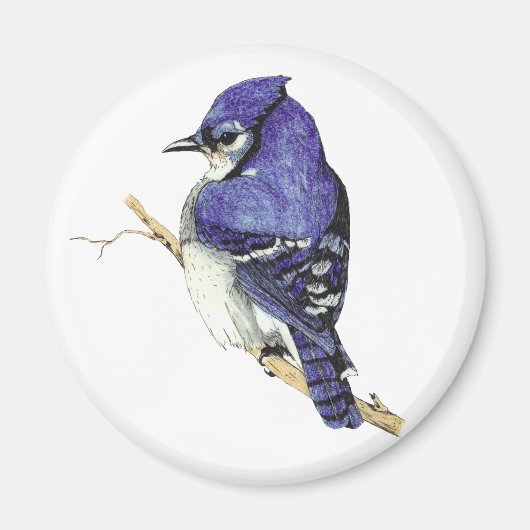 Bluejay Magnet Magneet (Voorkant)