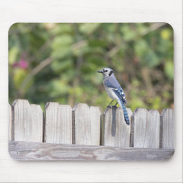 Bluejay op het hek muismat