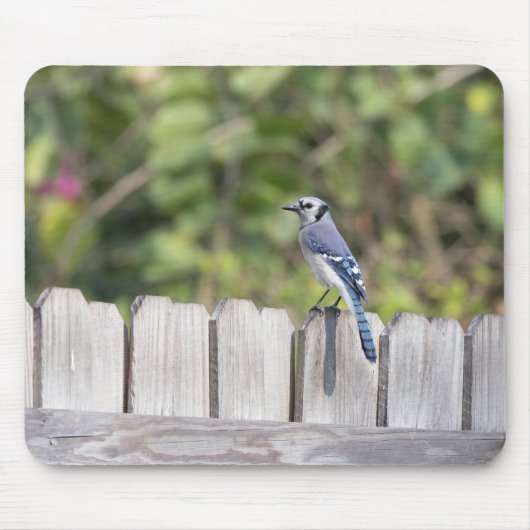 Bluejay op het hek muismat (Voorkant)