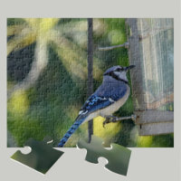 Bluejay Perched op Birdfeeder