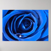 BlueRose Poster (Voorkant)