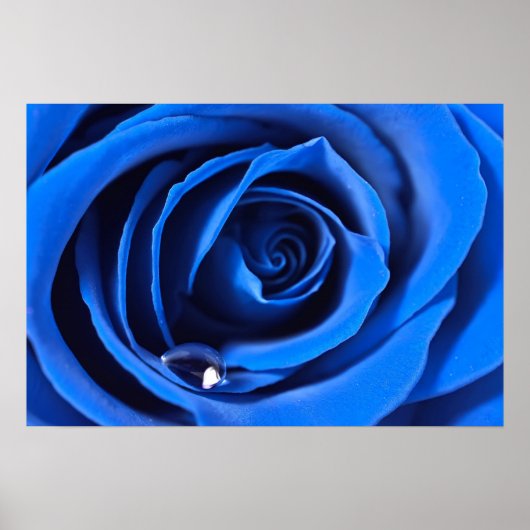 BlueRose Poster (Voorkant)
