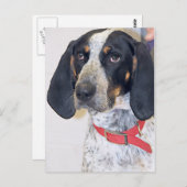 Bluetick Coonhound-foto Briefkaart (Voorkant / Achterkant)