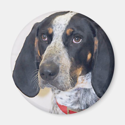 Bluetick Coonhound Foto Magneet (Voorkant)