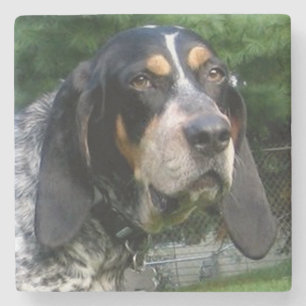 Bluetick Coonhound.png Stenen Onderzetter