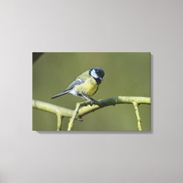 Bluetit Canvas Afdruk