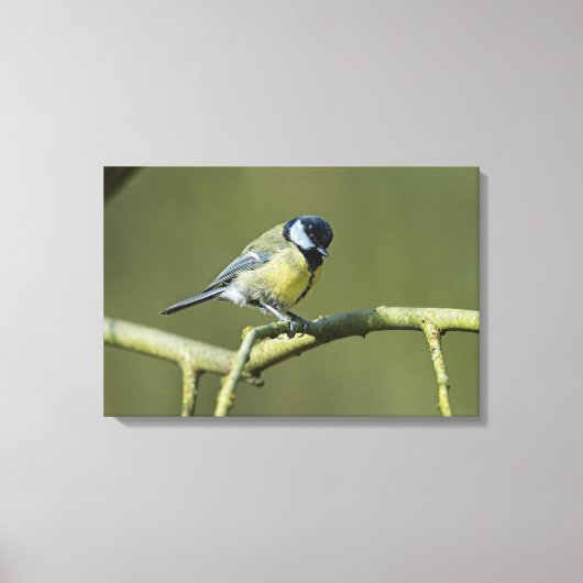 Bluetit Canvas Afdruk (Voorkant)