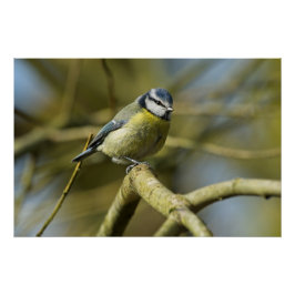 Bluetit-portret Perfect Poster
