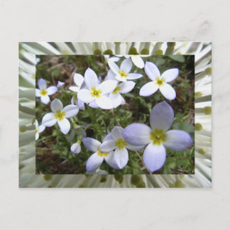 bluets briefkaart