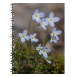 Bluets Little Purple Flowers Wildflower notebook Notitieboek