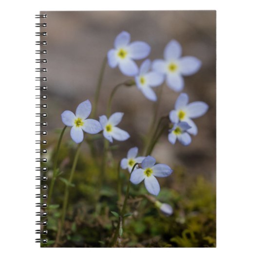 Bluets Little Purple Flowers Wildflower notebook Notitieboek (Voorkant)