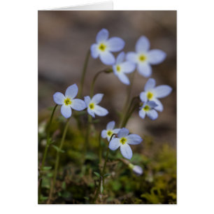 Bluets Spring Willy Card