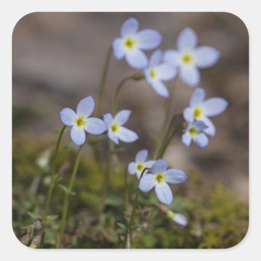 Bluets Stickers Fleur sauvage Petites Fleurs Viole (Devant)